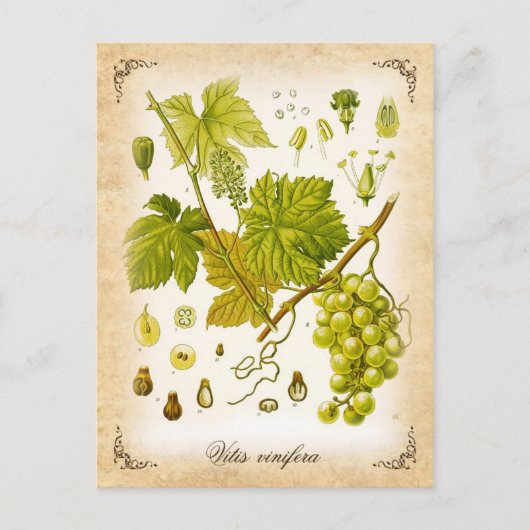 Carte Postale Vin de raisin commun - illustration vintage (Devant)