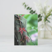 Carte Postale Vin en poste (Debout devant)