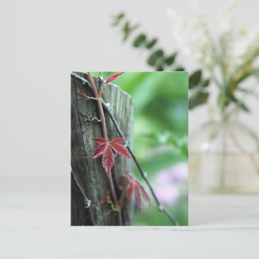 Carte Postale Vin en poste (Debout devant)