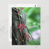 Carte Postale Vin en poste (Devant / Derrière)