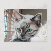 Carte postale Vincent Cat Gogh (Devant)