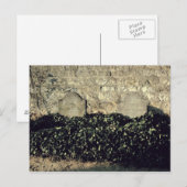 Carte Postale Vincent van Gogh | Graves, Vincent, Theo van Gogh (Devant / Derrière)