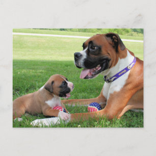 Carte Postale Vindy et Pups - Photo 95