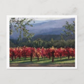 Carte Postale Vineyard (Devant)