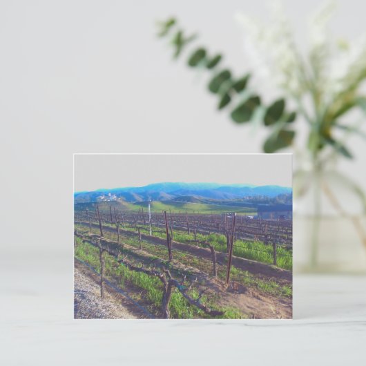 Carte Postale Vineyard (Debout devant)