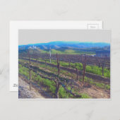 Carte Postale Vineyard (Devant / Derrière)