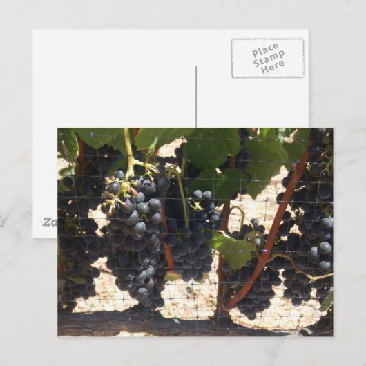 Carte Postale Vineyard (Devant / Derrière)