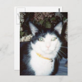 Carte Postale Vinnie (Devant / Derrière)