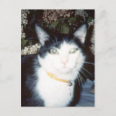 Carte Postale Vinnie (Devant)