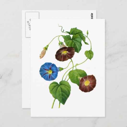 Carte Postale Vins de gloire bleu et mauve du matin par Redoute (Devant / Derrière)