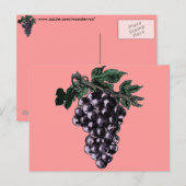 Carte postale Vins de raisin (Devant / Derrière)