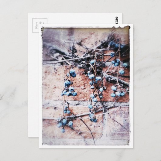 Carte Postale Vins d'hiver et baies (Devant / Derrière)