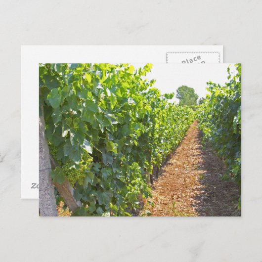Carte Postale Vins entraînés à haute vitesse sur fils supportés (Devant / Derrière)