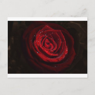 Carte Postale Vins roses Coeur Motif Fleur Paix Amour Destinée