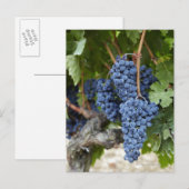Carte Postale Vins rouges sur la vigne (Devant / Derrière)