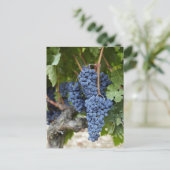 Carte Postale Vins rouges sur la vigne (Debout devant)