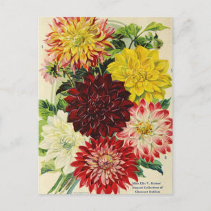 Carte postale vintage