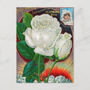 Carte postale vintage