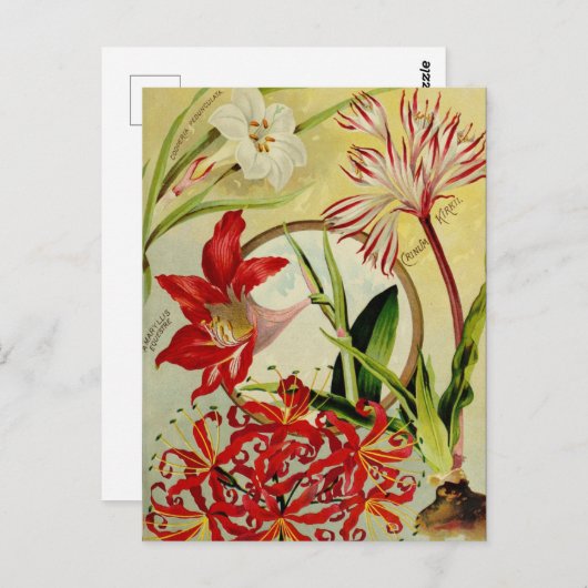 Carte postale vintage (Devant / Derrière)