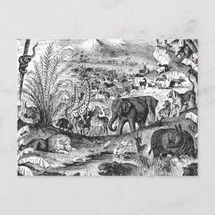 Carte Postale Vintage 1800s Animaux d'Illustration d'animaux afr