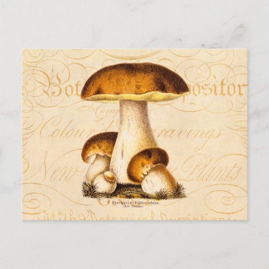 Carte Postale Vintage 1800s Champignons comestibles Modèle (Devant)