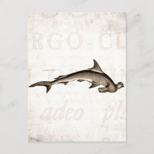 Carte Postale Vintage 1800s Hammerhead Shark Old Hammer Head