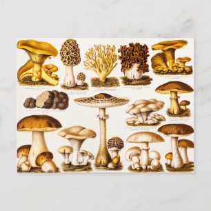 Carte Postale Vintage 1800s Mushroom Variety Modèle