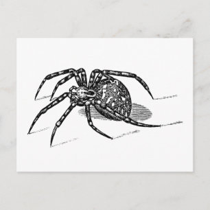 Carte Postale Vintage 1800s Spider Illustration Araignées Modèle