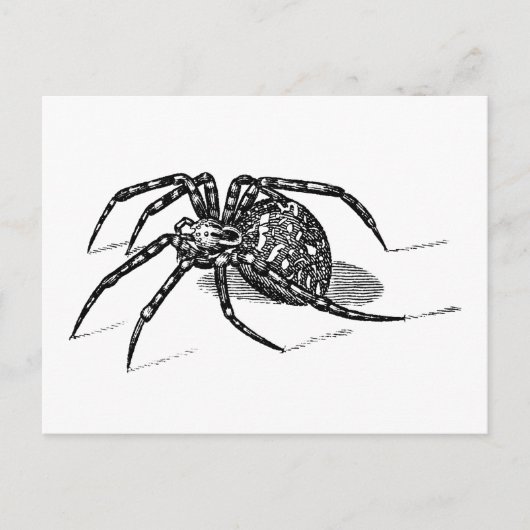 Carte Postale Vintage 1800s Spider Illustration Araignées Modèle (Devant)