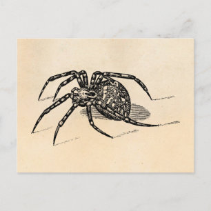 Carte Postale Vintage 1800s Spider Illustration Araignées Modèle