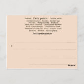 Carte Postale Vintage, 1890, Train à Grindelwald (Dos)