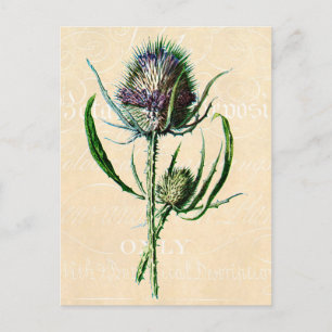 Carte Postale Vintage 1902 Scottish Thistle Antique Fleur sauvag