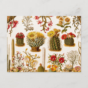 Carte Postale Vintage 1911 Cactus Flower Vieux Floral Illustrati