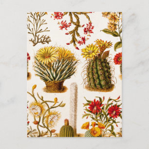 Carte Postale Vintage 1911 Cactus Flower Vieux Floral Illustrati