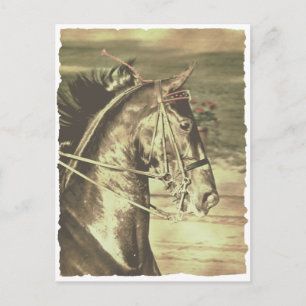 Carte Postale Vintage américain Saddlebred Faux