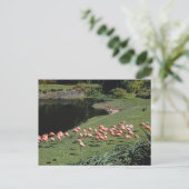 Carte postale vintage American Scenery (Debout devant)