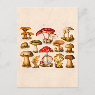 Carte Postale Vintage années 1800 Variété de champignons Champig