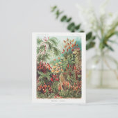 Carte Postale Vintage Antique Nature Fleurs Rainforest (Debout devant)