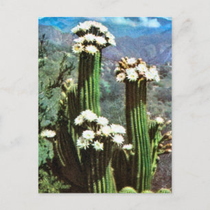 Carte Postale Vintage Argentina, Flowering Cactus