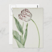 Carte postale Vintage Art blanc et rouge Tulip (Devant / Derrière)
