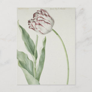 Carte postale Vintage Art blanc et rouge Tulip