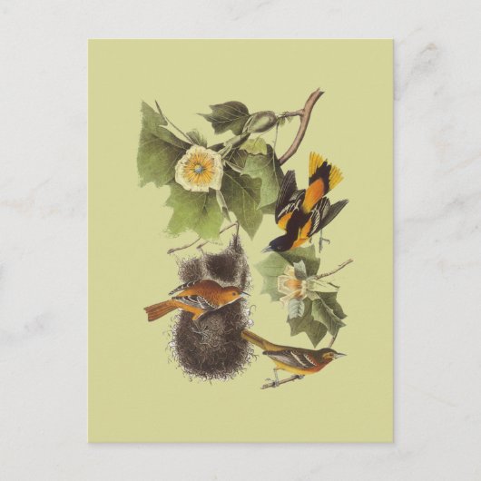 Carte postale vintage Audubon Birds Troupil Oriole (Devant)