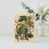 Carte Postale Vintage Audubon Parrot (Debout devant)