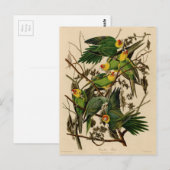 Carte Postale Vintage Audubon Parrot (Devant / Derrière)