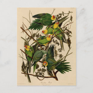Carte Postale Vintage Audubon Parrot