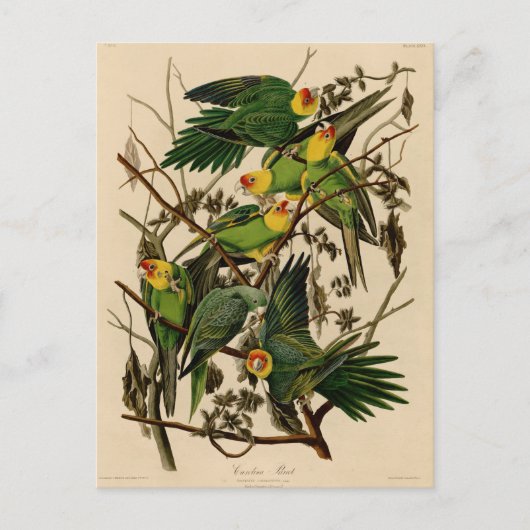 Carte Postale Vintage Audubon Parrot (Devant)