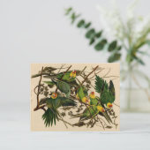 Carte Postale Vintage Audubon Parrot (Debout devant)