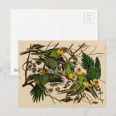 Carte Postale Vintage Audubon Parrot (Devant / Derrière)