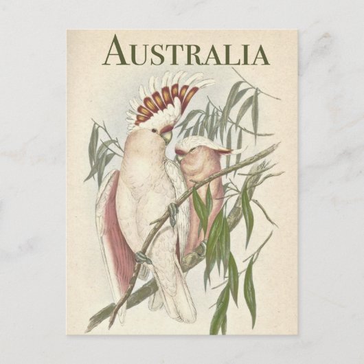 Carte postale vintage Australian Galah (Devant)