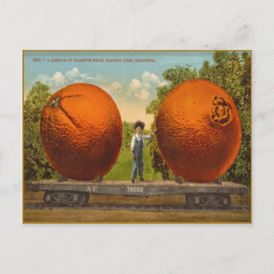 Carte Postale vintage Avec Mammoth Oranges Califor